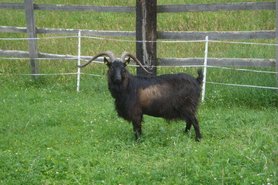 Pinzgauer Ziegenbock